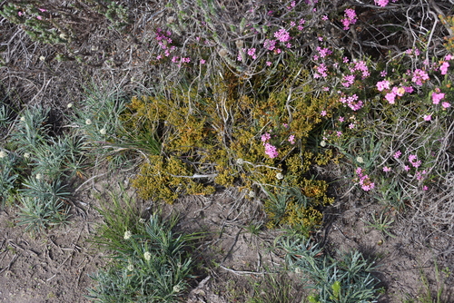 Image of Thesium fragile by (c) Tony Rebelo, some rights reserved (CC BY-SA)