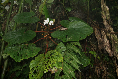 Image of Begonia baccata by (c) Fábio Olmos, some rights reserved (CC BY)