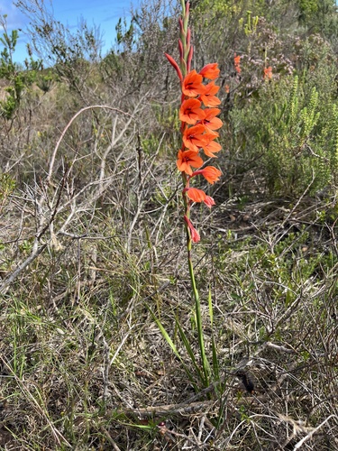 Watsonia stenosiphon L.Bolus
