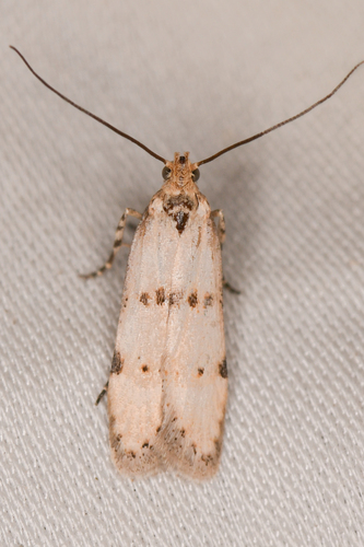 Prolita puertella