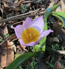 Tulipa saxatilis