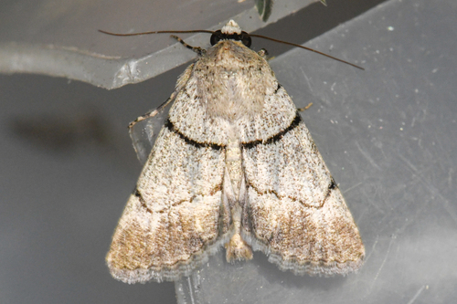 Sympistis sokar