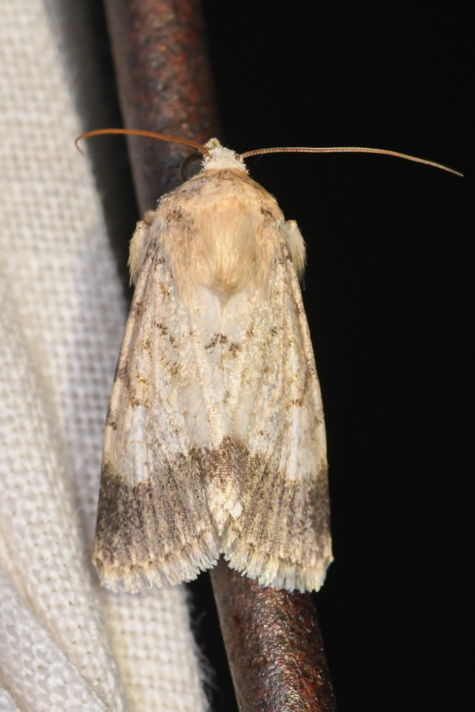 Sympistis deceptiva