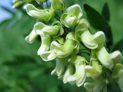 Sophora flavescens