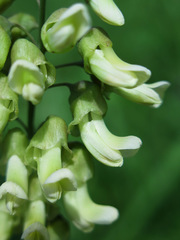 Sophora flavescens