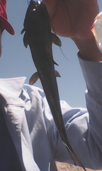 Rhamdia guatemalensis