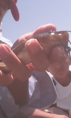 Rhamdia guatemalensis