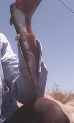 Rhamdia guatemalensis