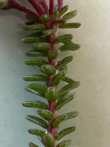 Image of Agathosma cerefolia by (c) Charleen Brunke, some rights reserved (CC BY)