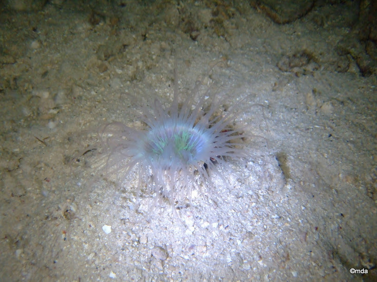 Si l'image tarde � s'afficher, cliquez sur le lien