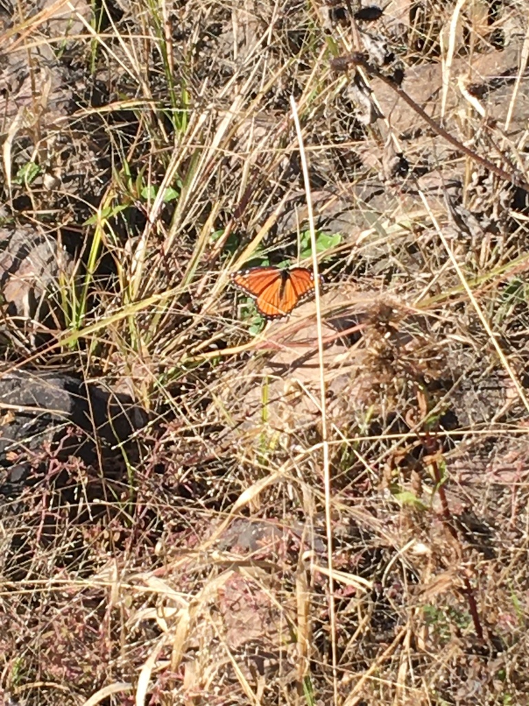 Viceroy from Scott County, MN, USA on October 9, 2023 at 1220 PM by