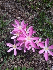 Zephyranthes carinata