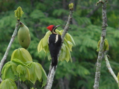 Dryocopus lineatus