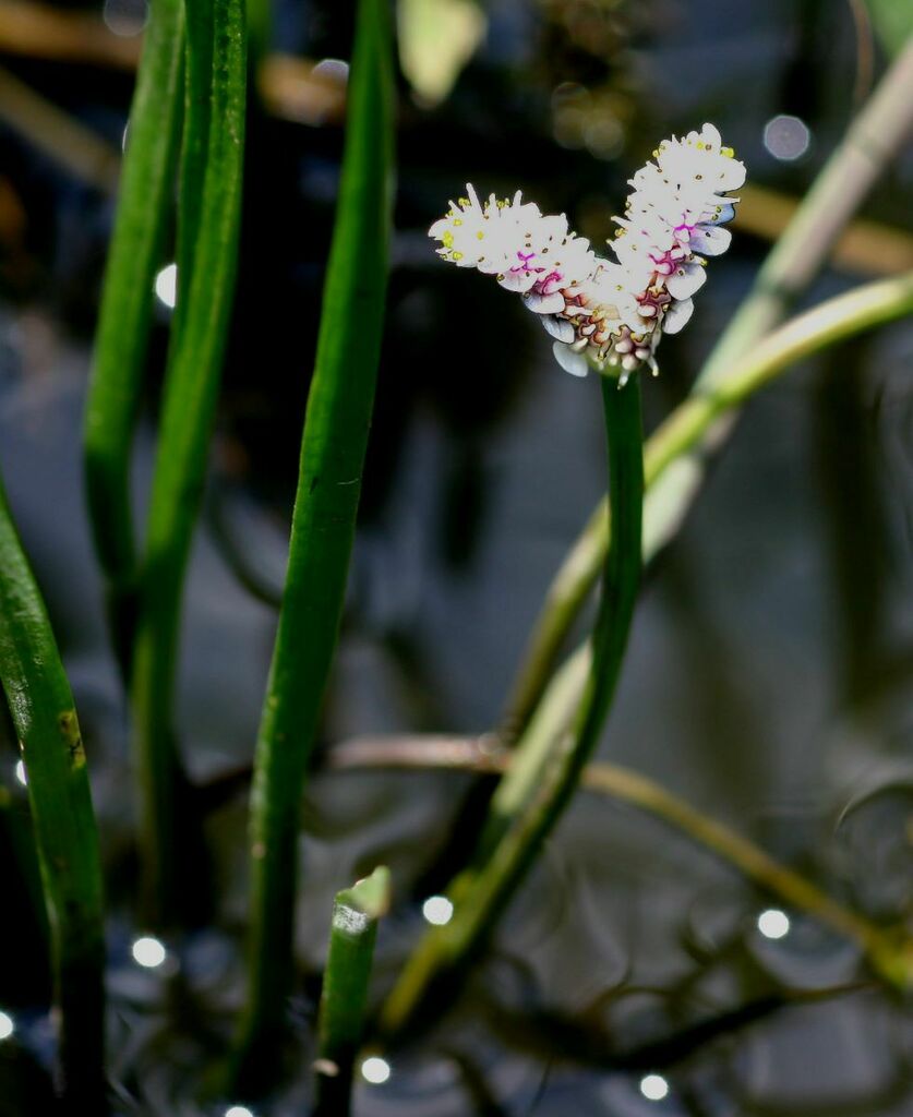 Rush Waterblommetjie