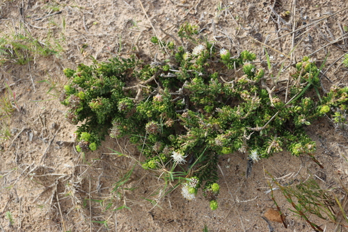 Image of Rigid Buchu (Agathosma eriantha) by (c) Tony Rebelo, some rights reserved (CC BY-SA)