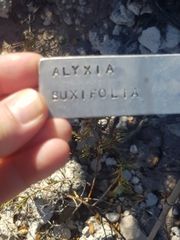 Acanthocarpus preissii