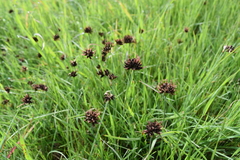 Juncus falcatus