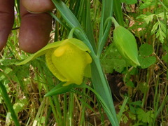 Calochortus pulchellus
