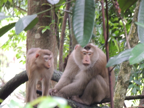 Northern Pig-tailed Macaque, photo 9 of 10