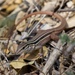 Colima Giant Whiptail - Photo (c) Liam Ragan, some rights reserved (CC BY-NC), uploaded by Liam Ragan