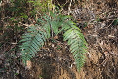 Diplopterygium glaucum