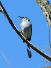 Polioptila nigriceps