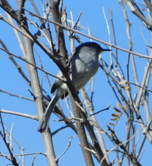 Polioptila nigriceps