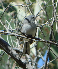 Polioptila nigriceps