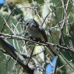 Polioptila nigriceps