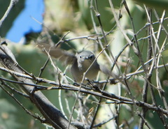 Polioptila nigriceps