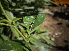 Oncopeltus sandarachatus
