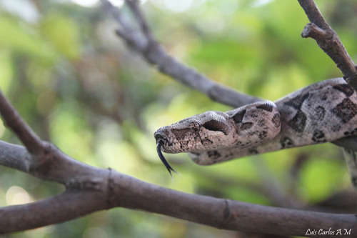 Mexican West Coast Boa Constrictor