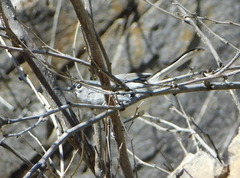 Polioptila nigriceps