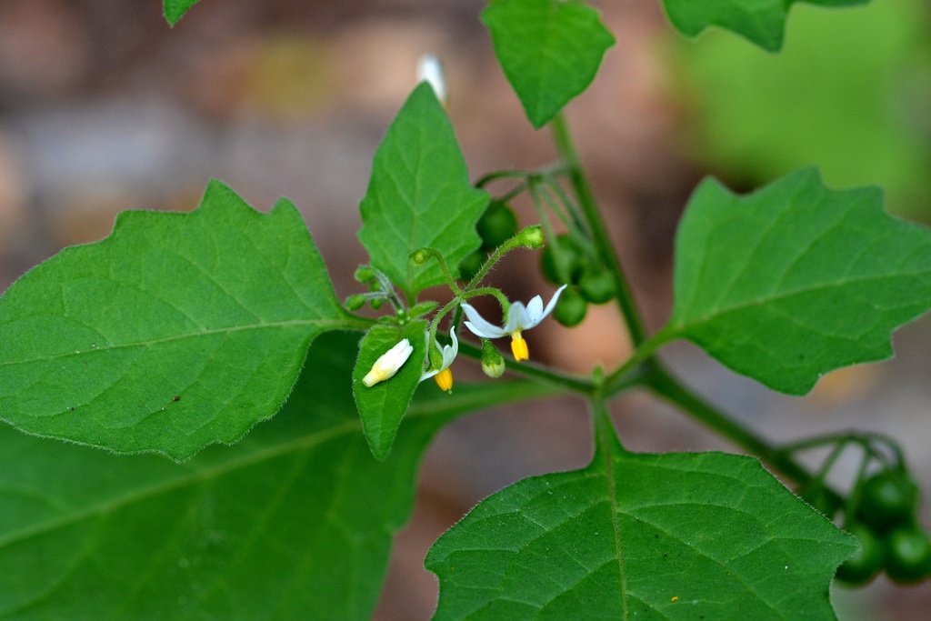 black nightshade from 293 01 Mladá Boleslav-Mladá Boleslav 1, Česko on ...