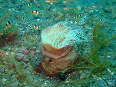 Amblypomacentrus breviceps