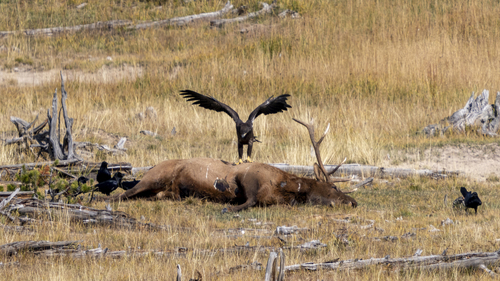 Bald Eagle photographed in Wyoming