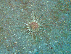 Ceriantharia