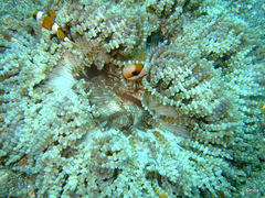 Heteractis aurora