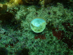 Astralium tentoriiforme
