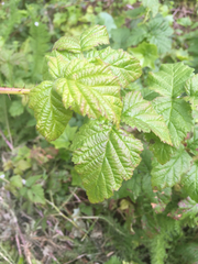 Rubus ursinus macropetalus