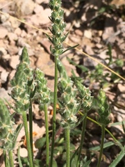 Plantago patagonica
