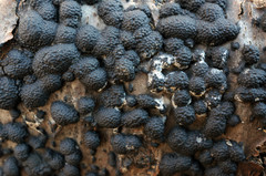 Annulohypoxylon annulatum