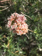 Eriogonum fasciculatum polifolium