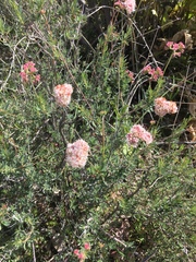 Eriogonum fasciculatum polifolium