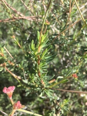 Eriogonum fasciculatum polifolium