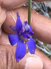 Delphinium scaposum