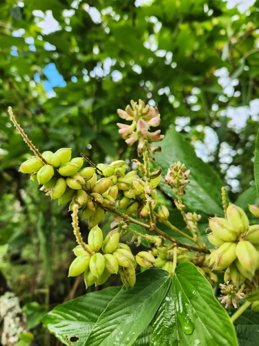 Flemingia macrophylla iNat (3)