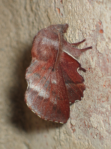 American Lappet Moth photo 3