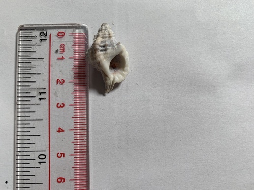 short-neck triton (Gutturnium muricinum)