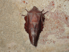 Phyllodesma
